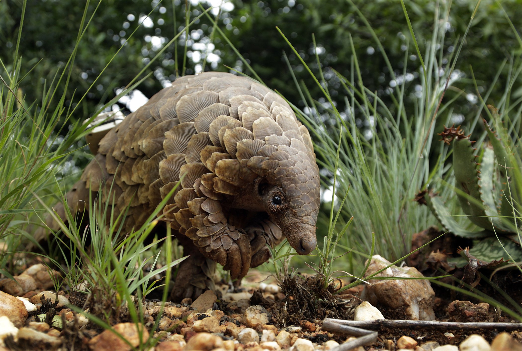 A pangolin looks for food on private property in Johannesburg, South Africa in February 2019. Conservationists in South Africa are working to protect the endangered animals, including caring for a few that have been rescued from traffickers.
