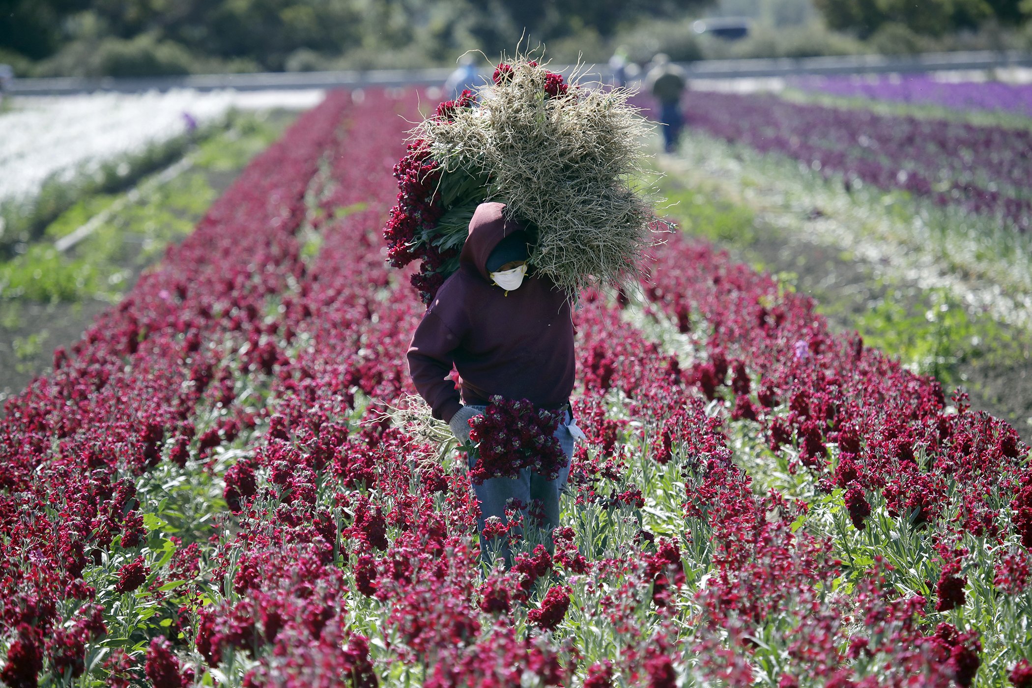 California Farmworkers Are Devastated by Heat, Smoke, and COVID-19