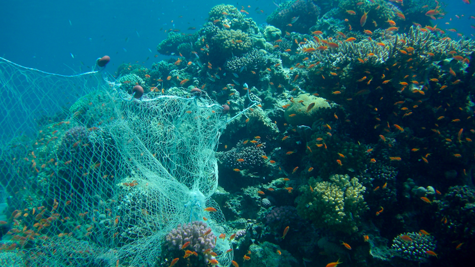 Dumped Fishing Gear is a Bigger Ocean Polluter Than Plastic Straws