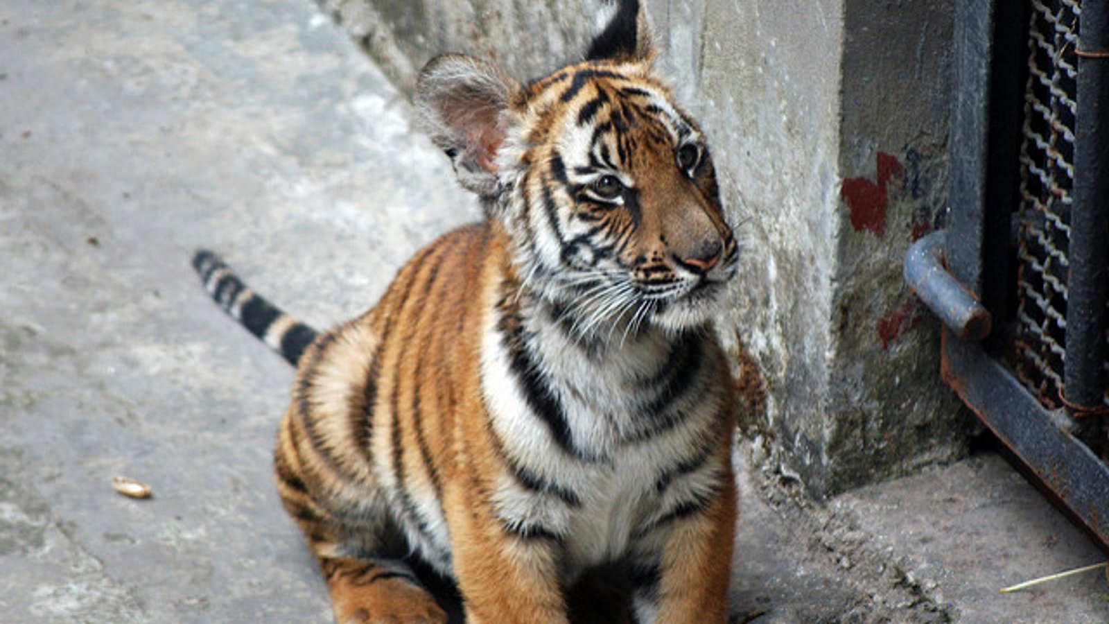 The 17 Animals That Are in The Most Danger of Going Extinct, image size:1600x900