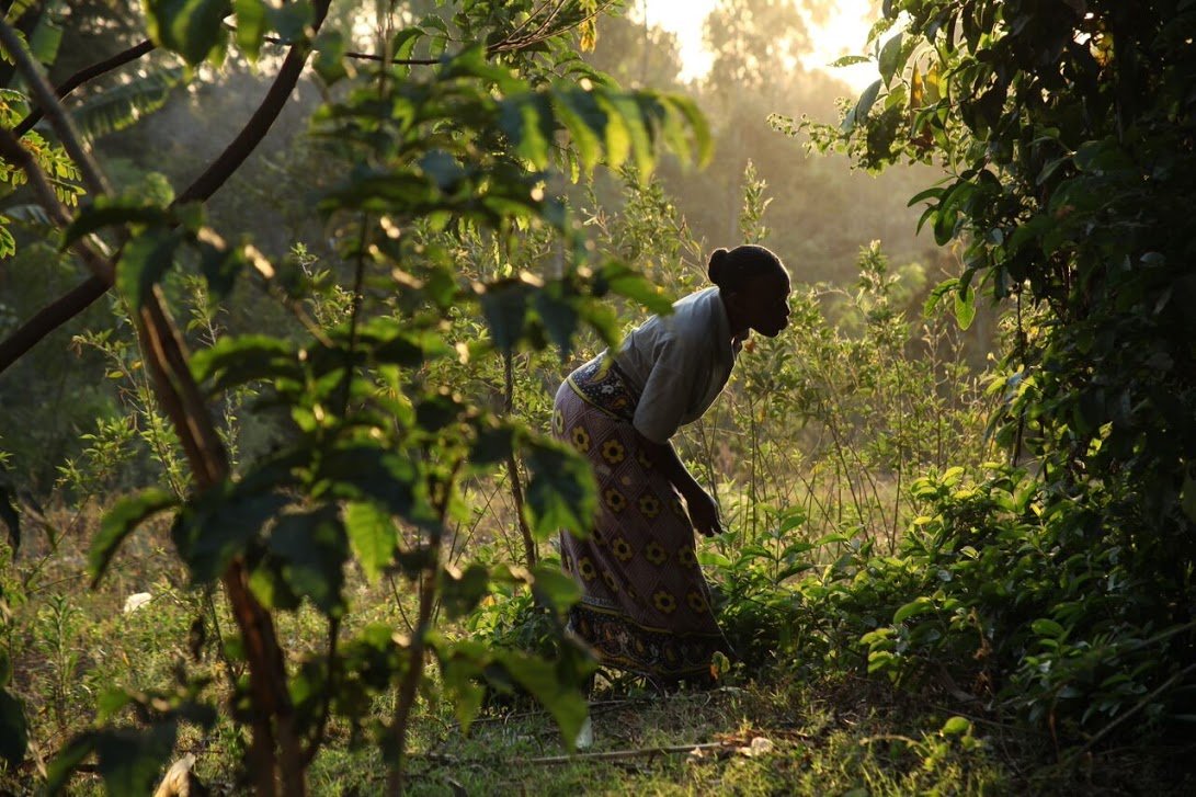 Beatrice, a female farmer in Kakamega, Kenya, works in her garden where she grows herbs, vegetables and potatoes that she also sells to local markets.