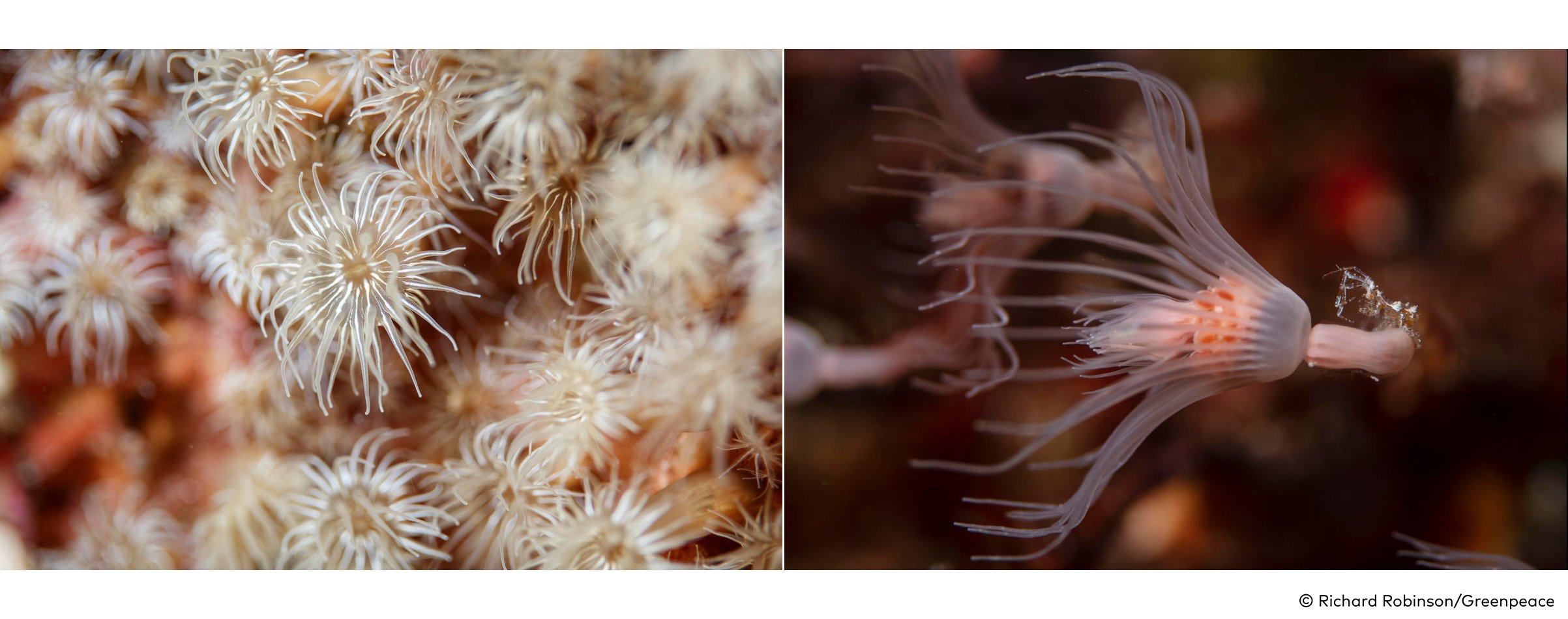 (L) A species of Anemone at Kangaroo Island. (R) A Skeleton shrimp (Caprellidae sp.) living on a Tubularia sp. Hydroid at Kangaroo Island.