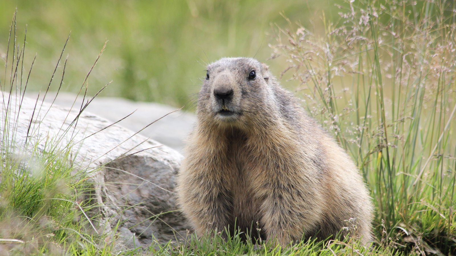 6 Fun Facts About Nature That Won't Make You Want to Scream Into