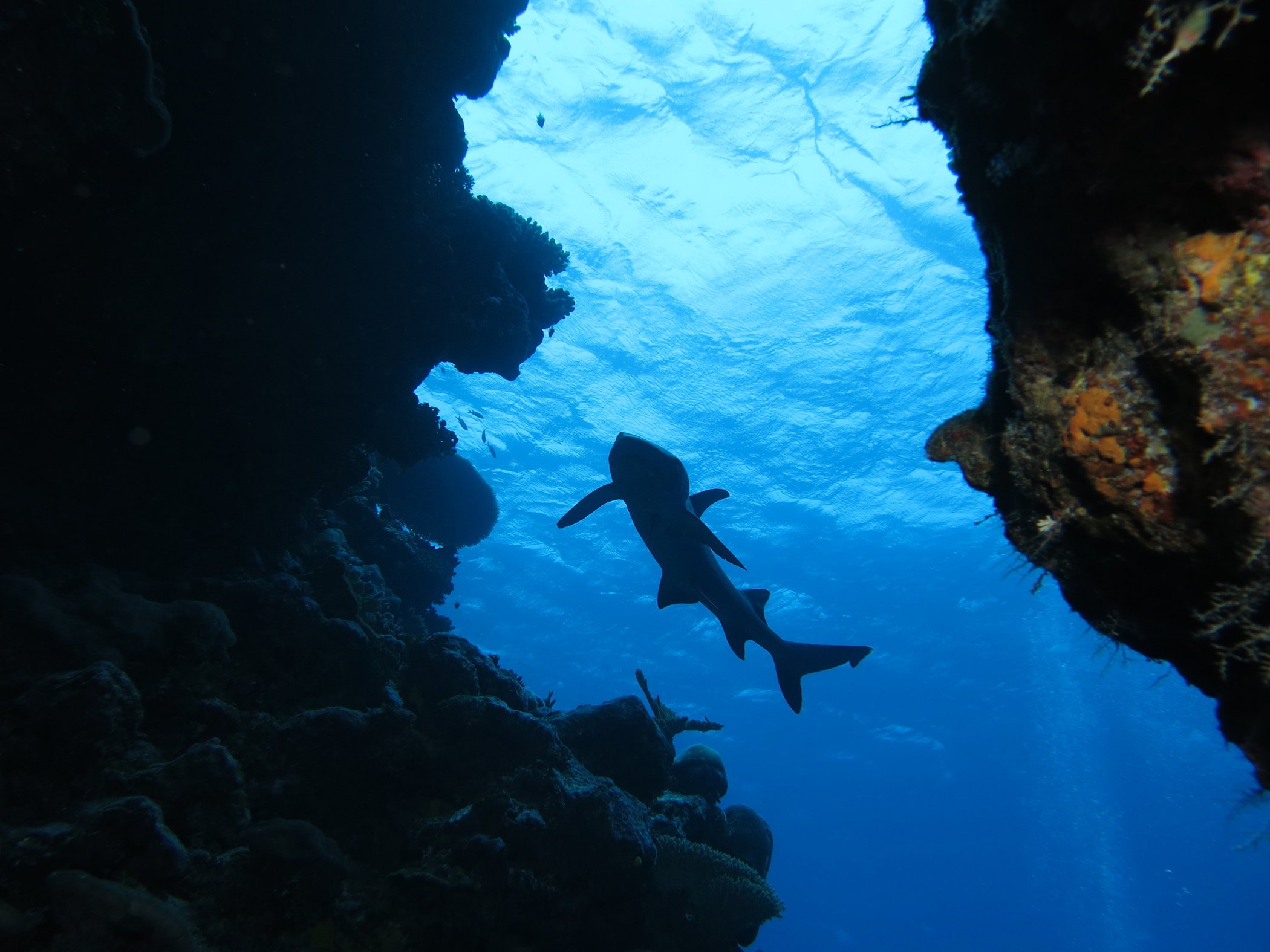 Un requin de récif à pointe blanche nage entre les coraux à Fidji. Image : © Photo par Edgardo Ochoa/Conservation International