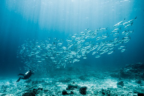 5 Facts That Prove Our Oceans Are Worth Protecting