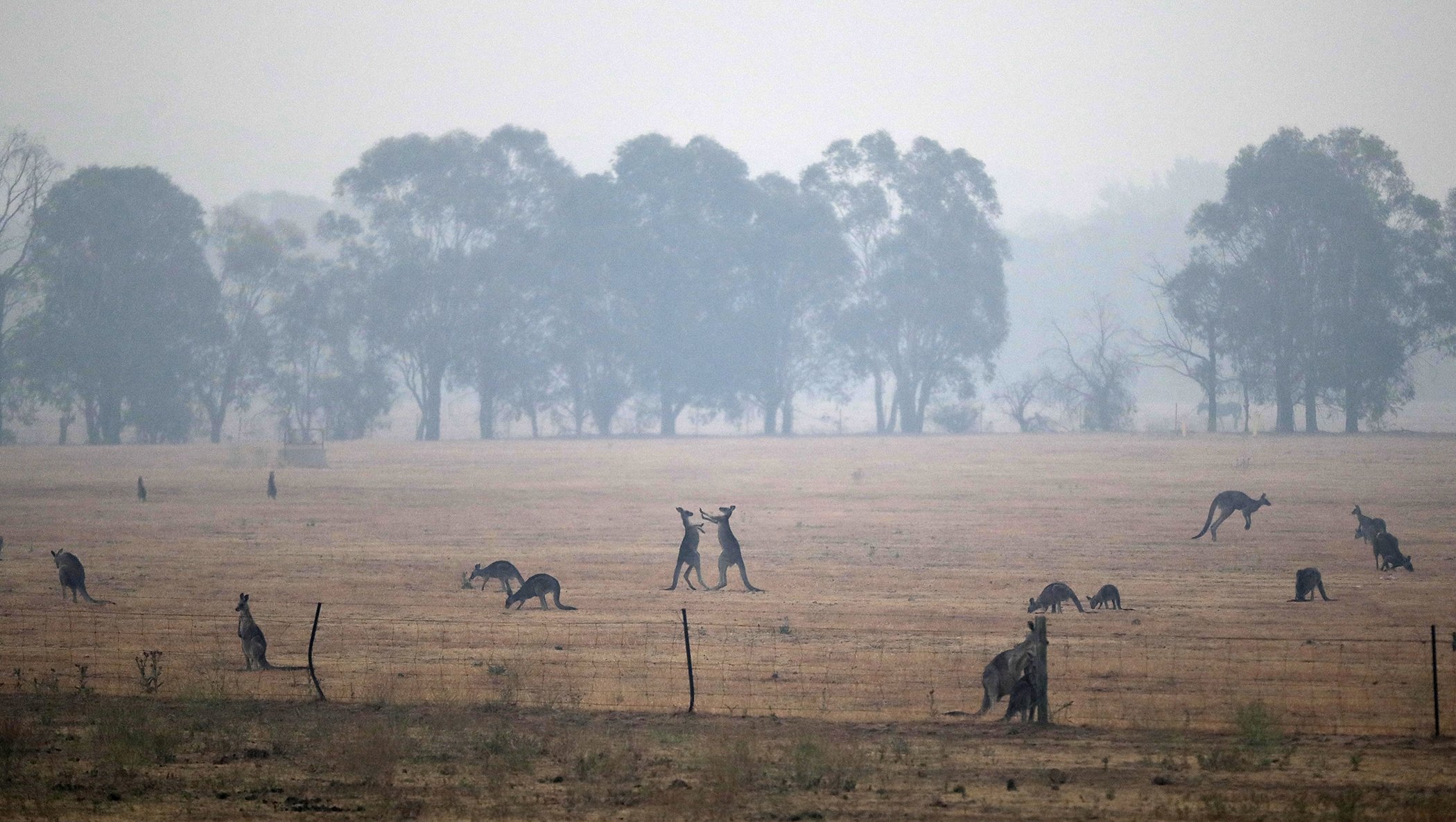Kangaroos graze in a field as smoke shrouds the Australian capital of Canberra, Australia, Jan. 1, 2020.
