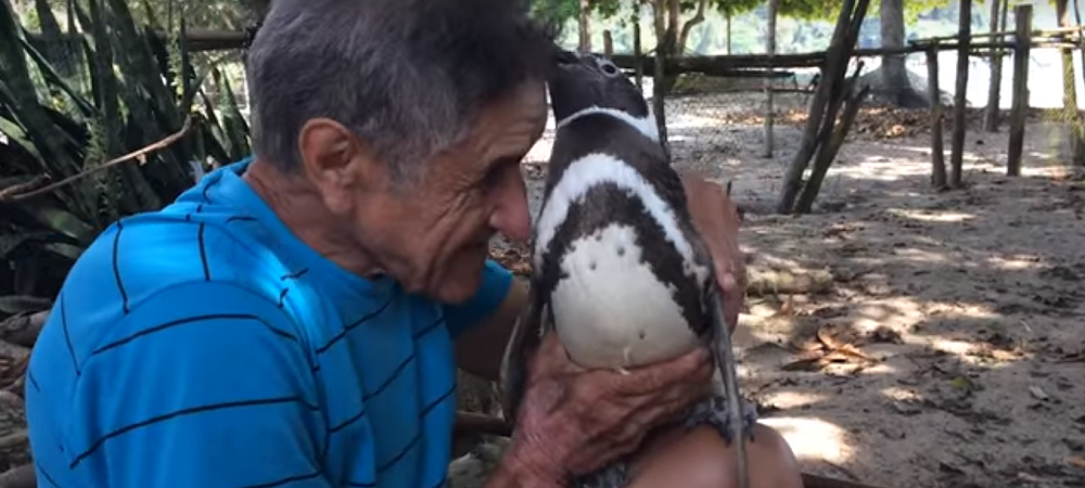 Loyal Penguin Swims 5,000 Miles Every Year to See His Rescuer