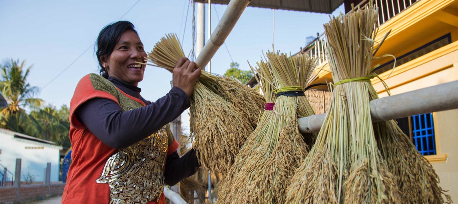 Learning new rice technique inspires growers in Cambodia