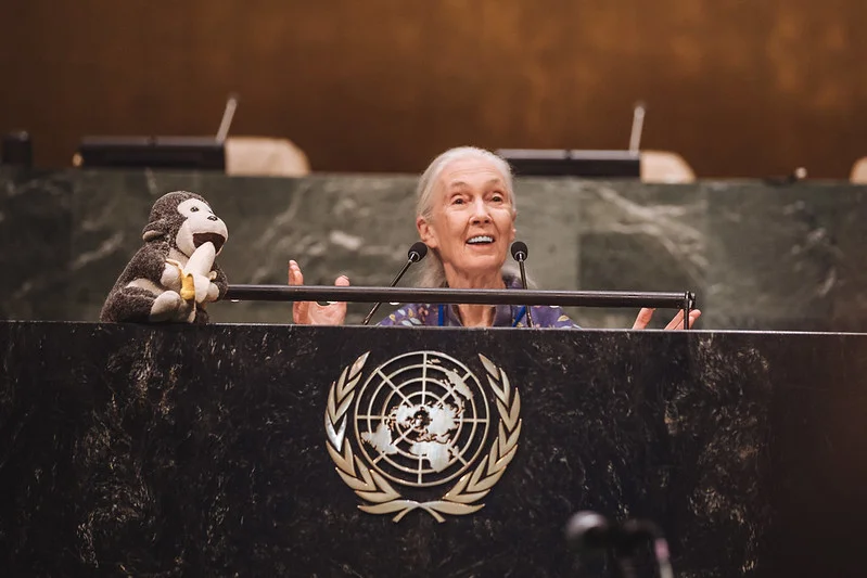 Dr Jane Goodall delivers a speech on the United Nations' International Day of Peace. Dr Jane Goodall delivering a speech at the United Nations General Assembly.