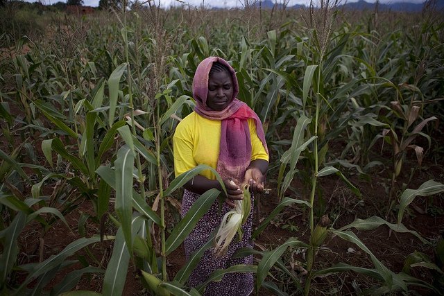 A woman in Tanzania checks her maize crop.