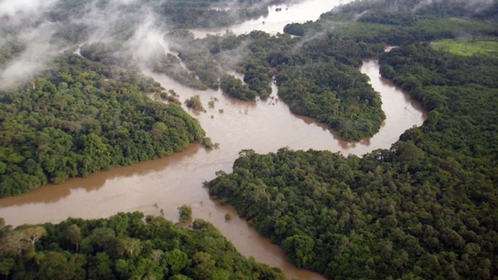Understanding Pioneering REDD+ Forest Conservation Projects