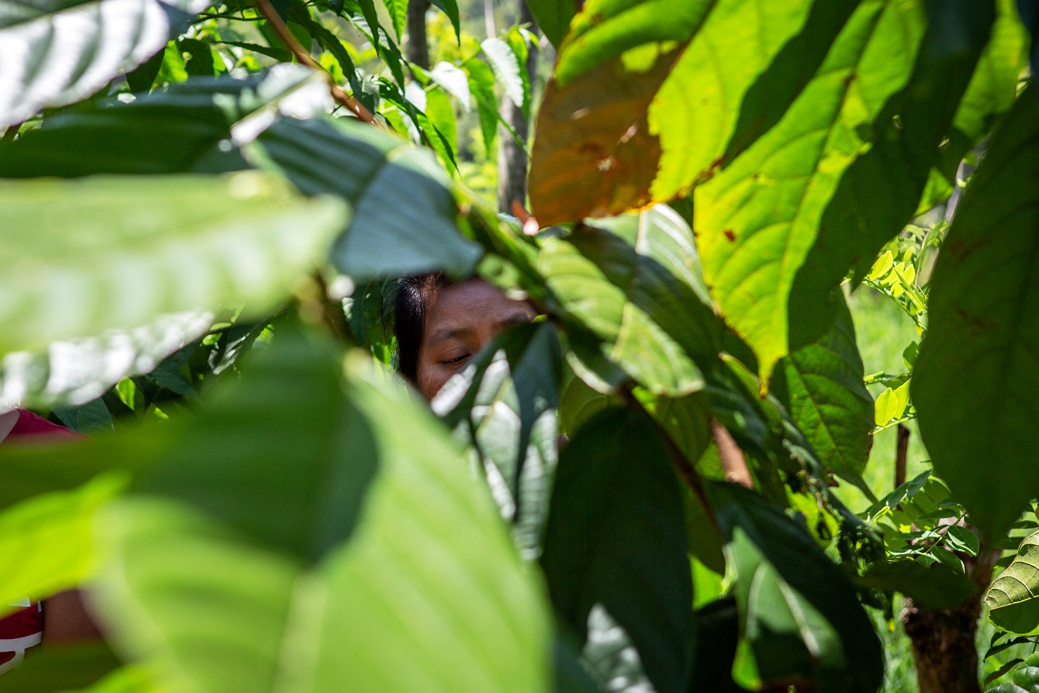 Rosa María Domínguez Díaz, agricultora y productora que trabaja con AgroVita, en una parcela de tierra de Marilu González Méndez en el Ejido la Catedral de Chiapas, Ostuacán, Chiapas el 24 de marzo de 2023.