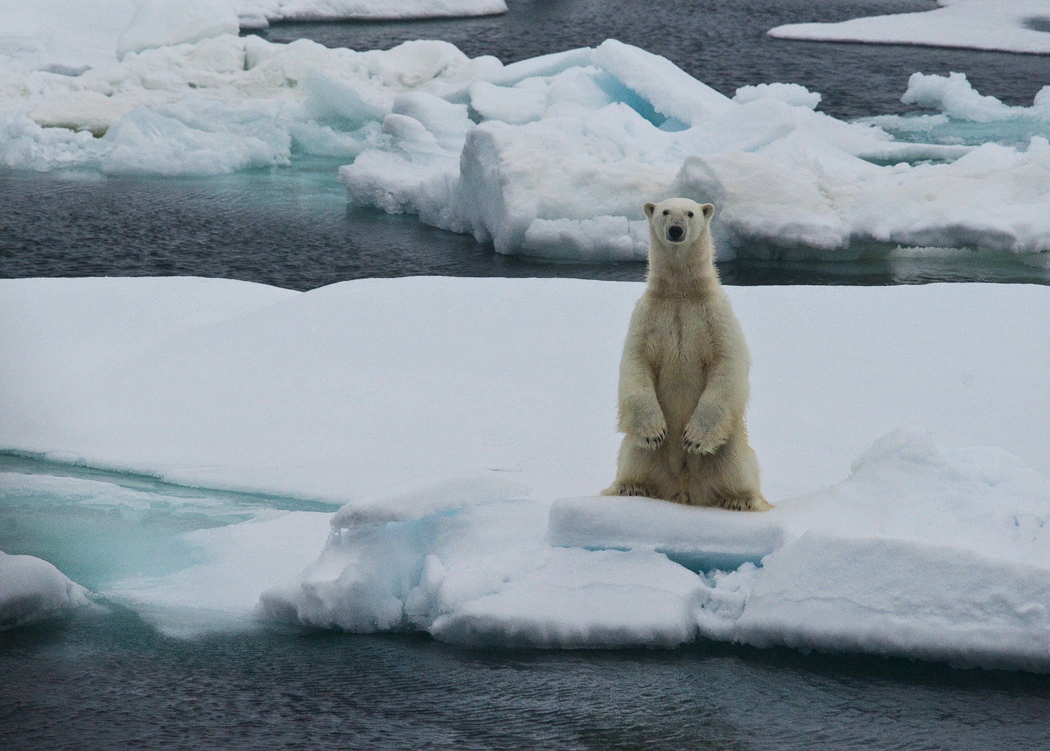 A polar bear is pictured in Franz Josef Land, an archipelago located in the Arctic Ocean.
