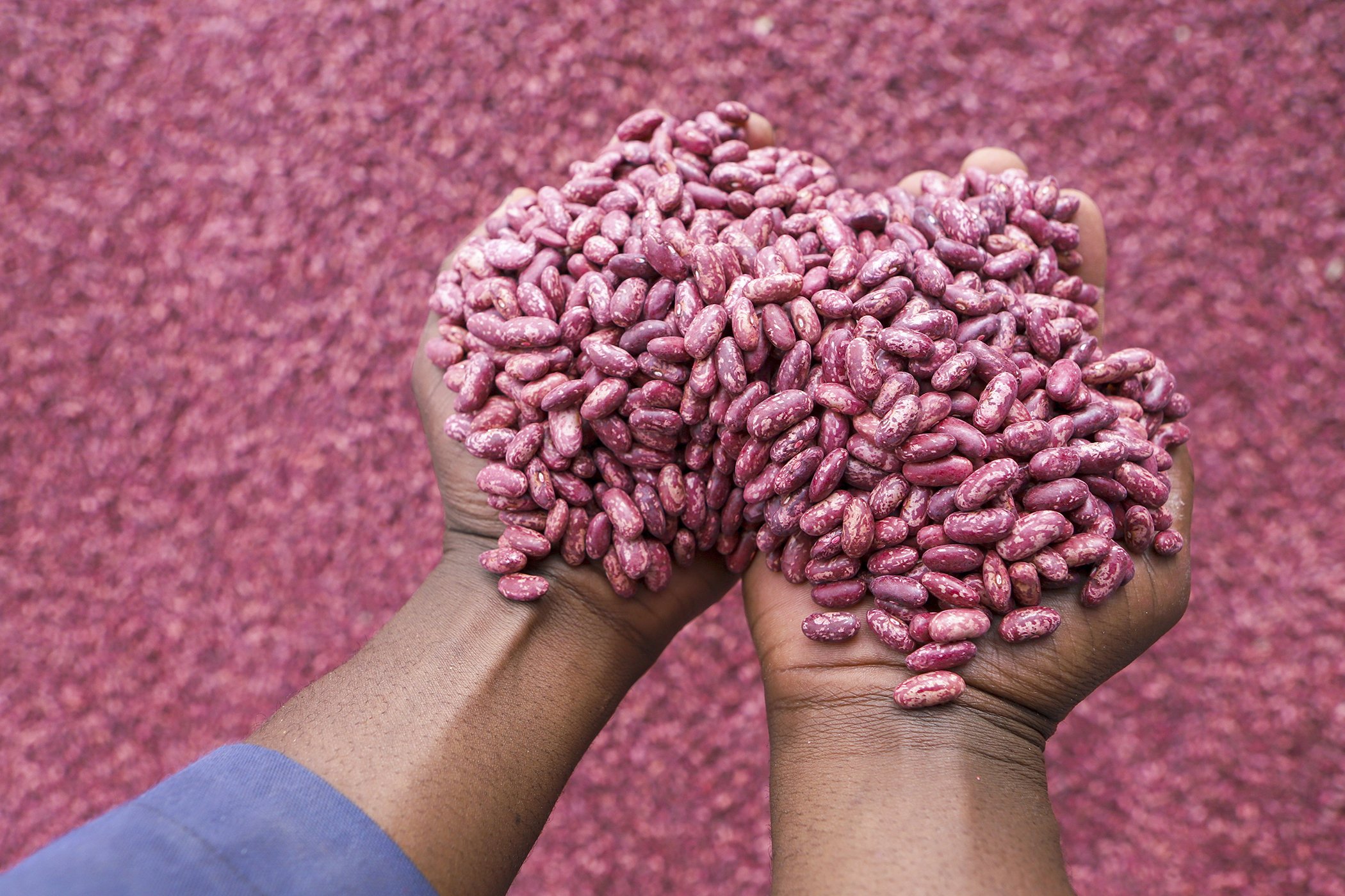Farmers sort out climate-smart beans in Machakos, Kenya in March 2024