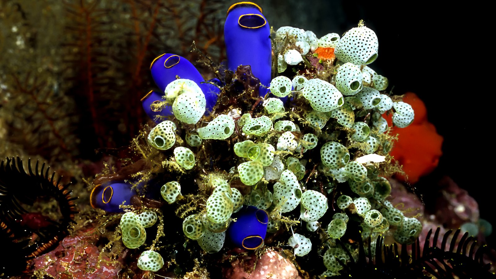 These Pesky Little Sea Creatures Could Help Fight Ocean Plastics