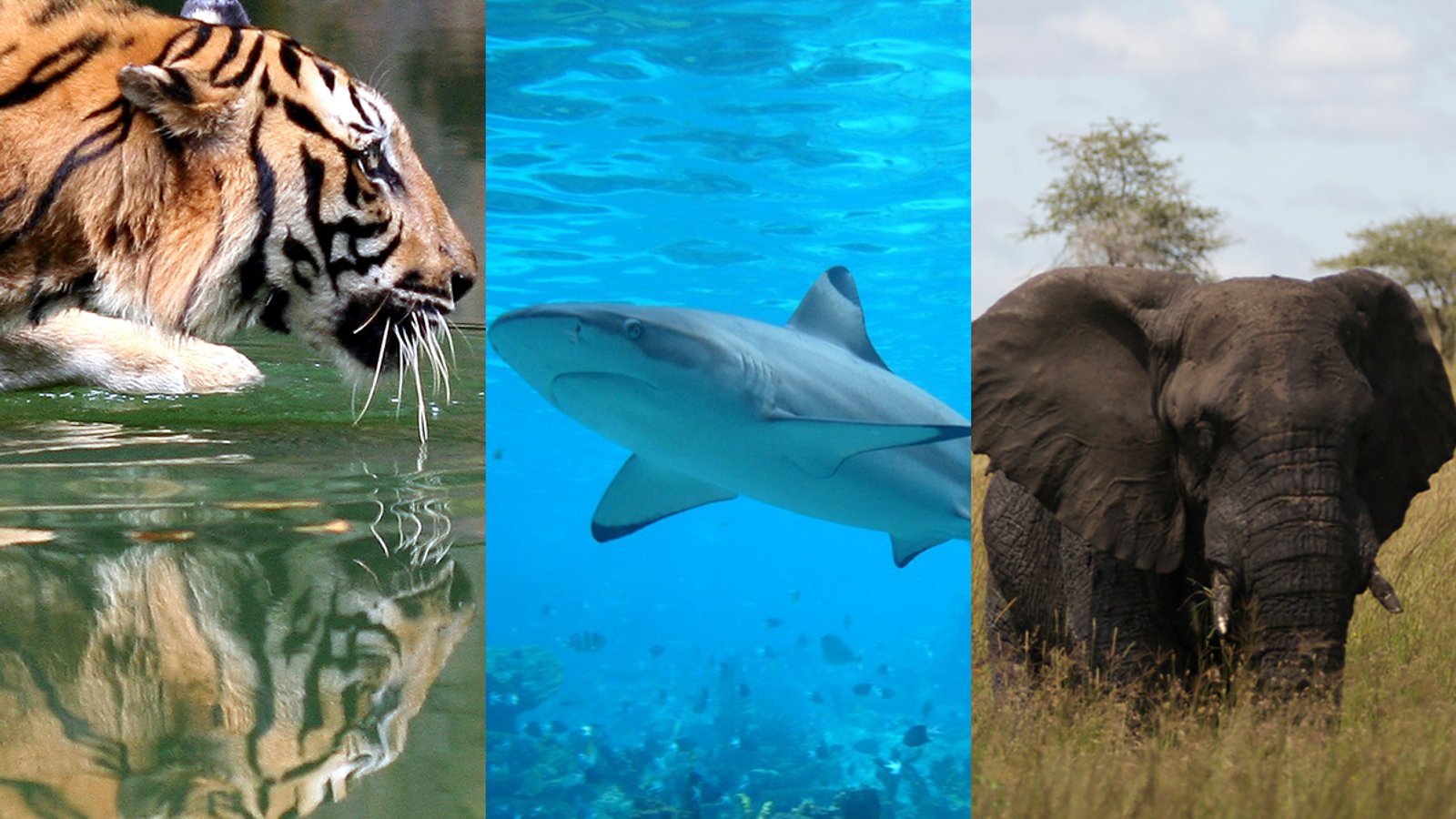 Humans Could Face Extinction if We Don't Protect Biodiversity: UN