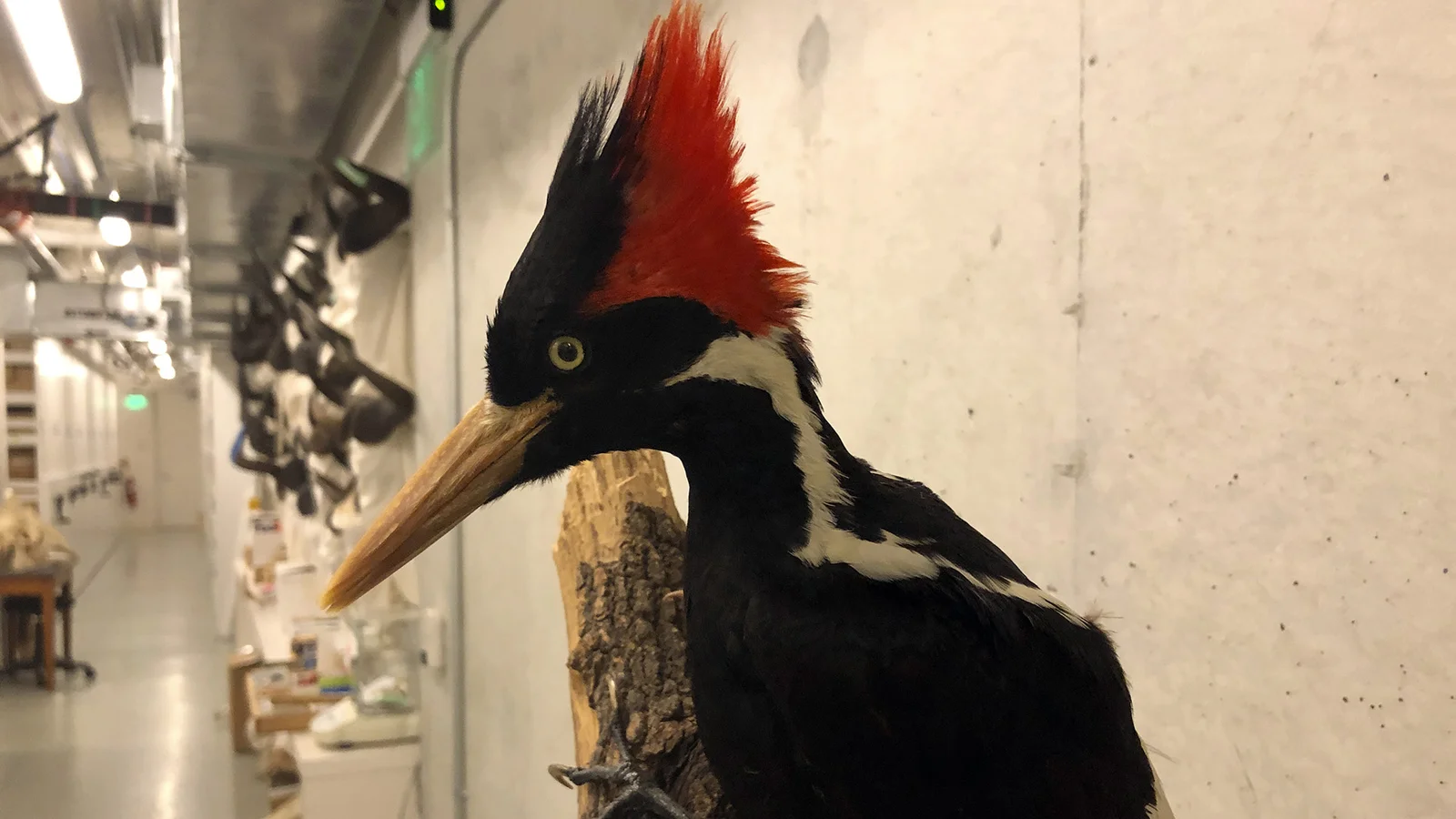 Diese 9 Tierarten sind 2021 ausgestorben – können wir sie zurückholen?, image size:1600x900