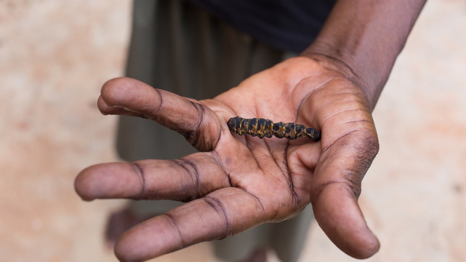 This Furry, Protein-Rich Insect Might Be the Key to Solving Hunger in ...