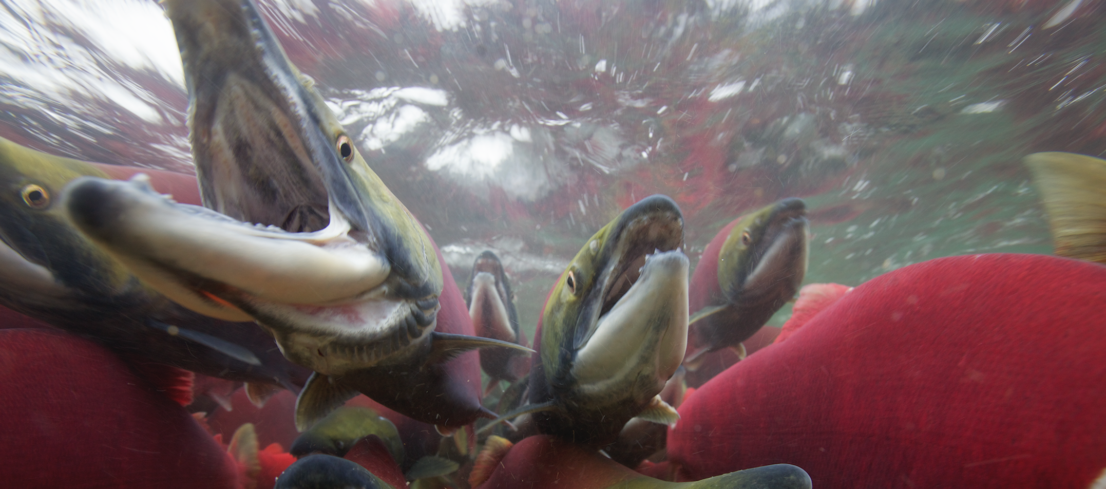 The World's Freshwater Fish Are Being Pushed to the Brink of Extinction
