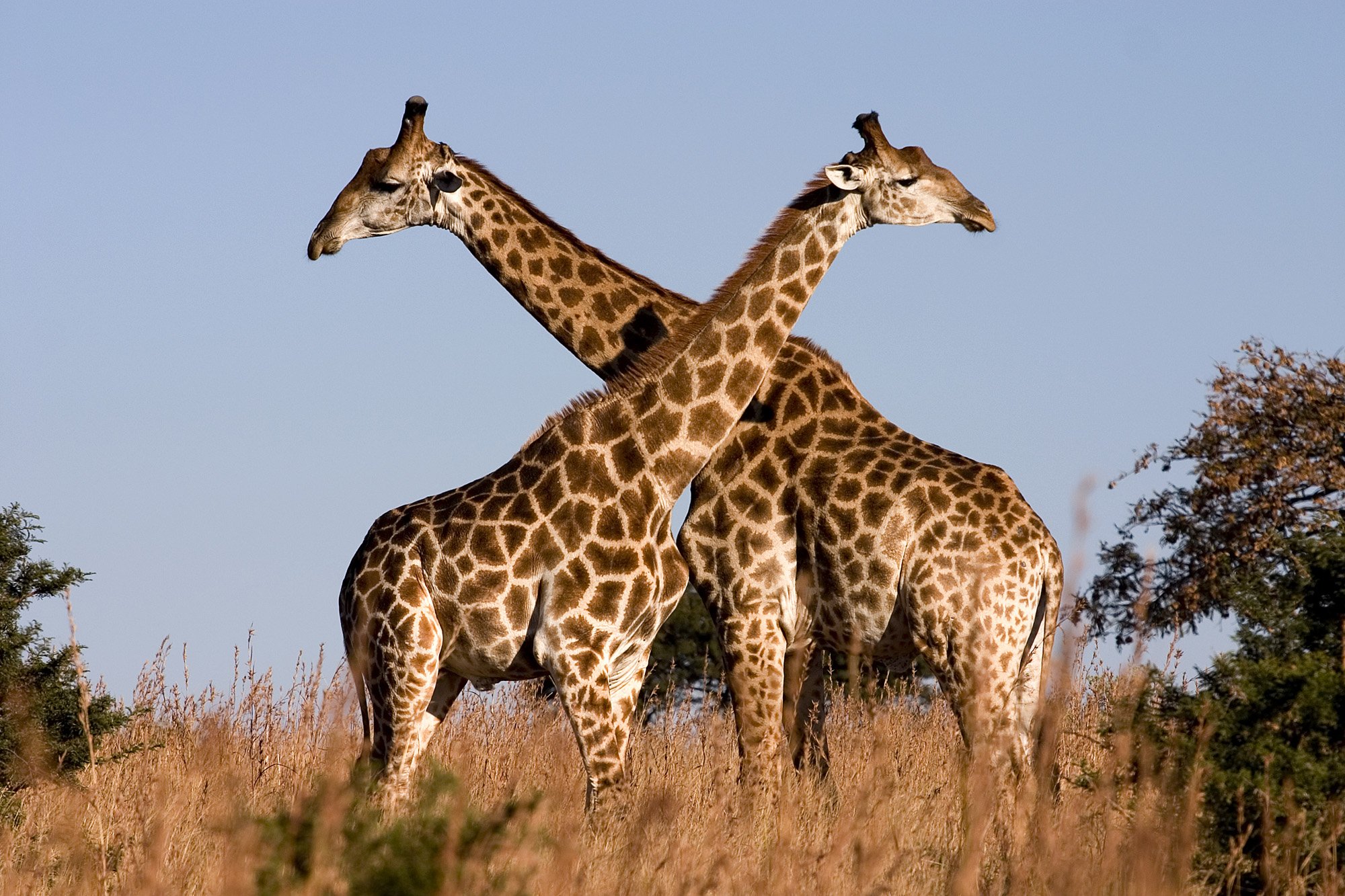 Two giraffes with spots
