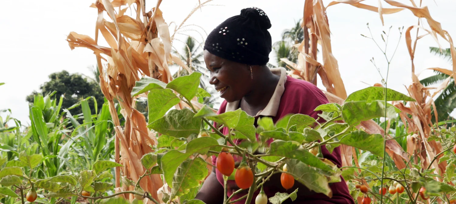 Insects and Innovation: African Women at the Center of a Growing Industry