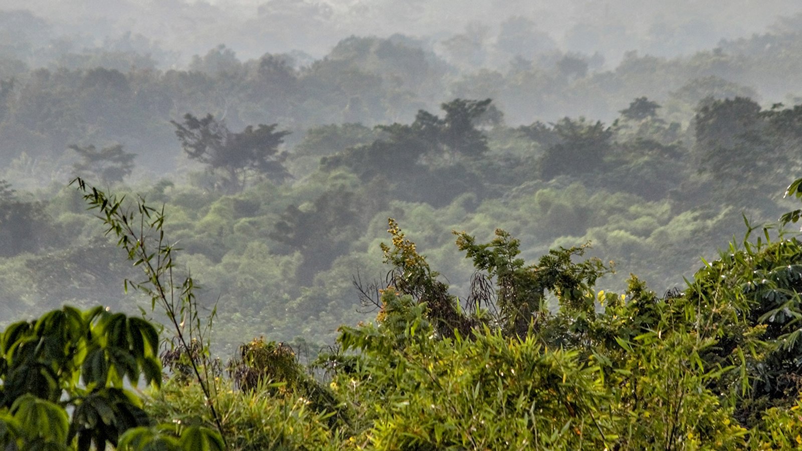 Why I'm Working to Save the Congo Rainforest and Its Indigenous Communities
