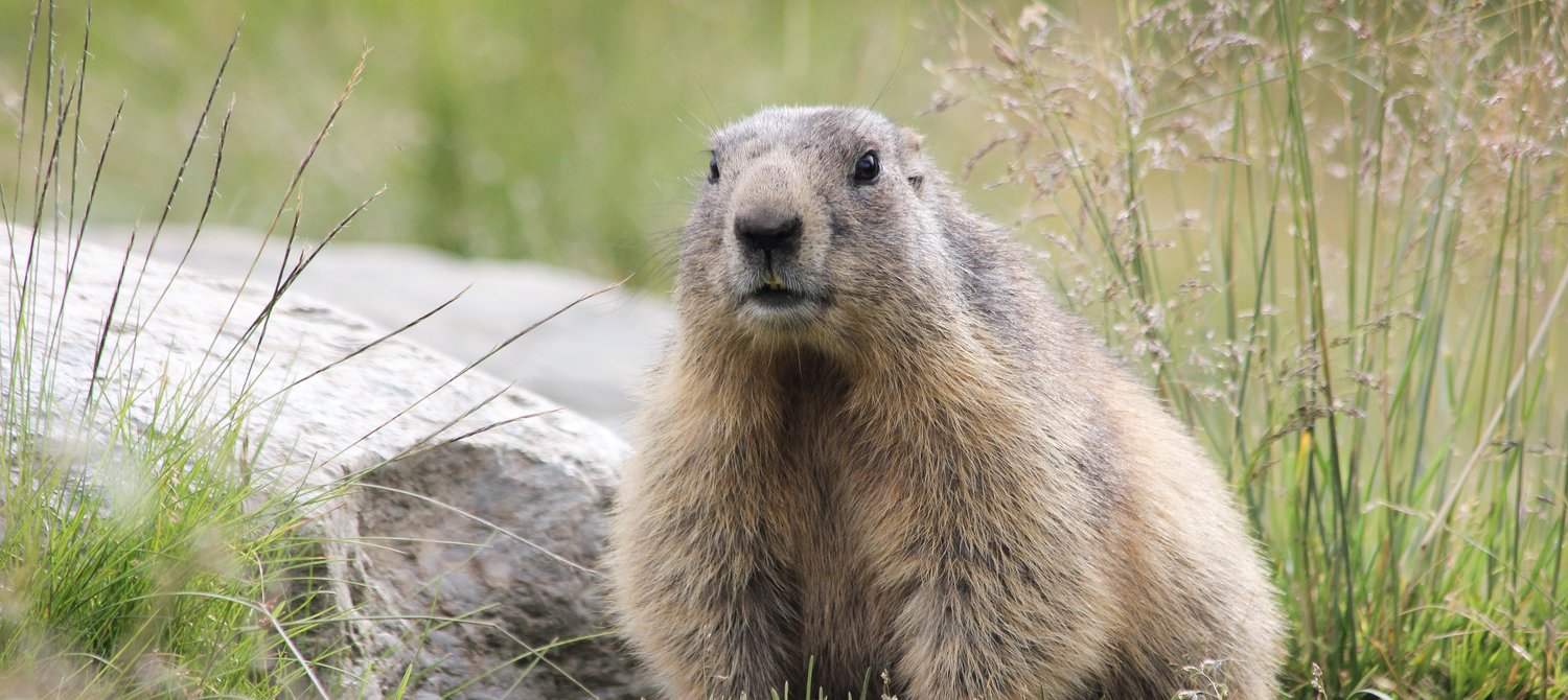 6 Fun Facts About Nature That Won't Make You Want to Scream Into