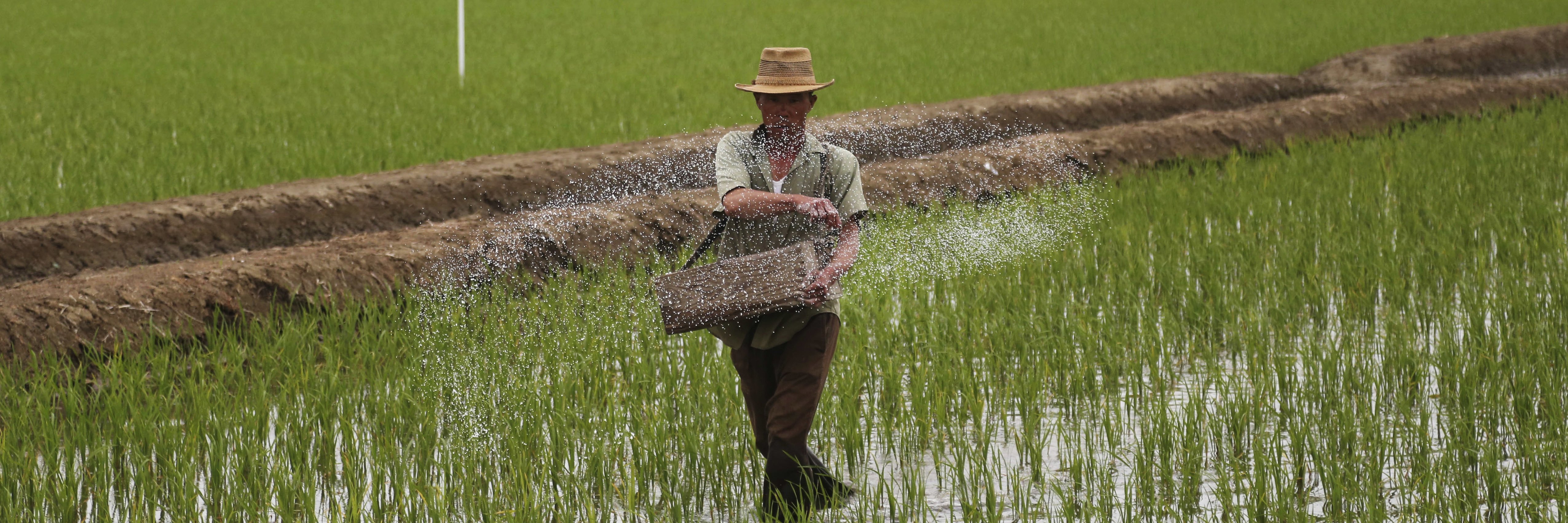 A farmer spreads fertilizer on a rice field in Sariwon, North Korea in June 2018. The UN says around 10 million people in North Korea need food and other aid and about 20 percent of children are stunted because of malnutrition.