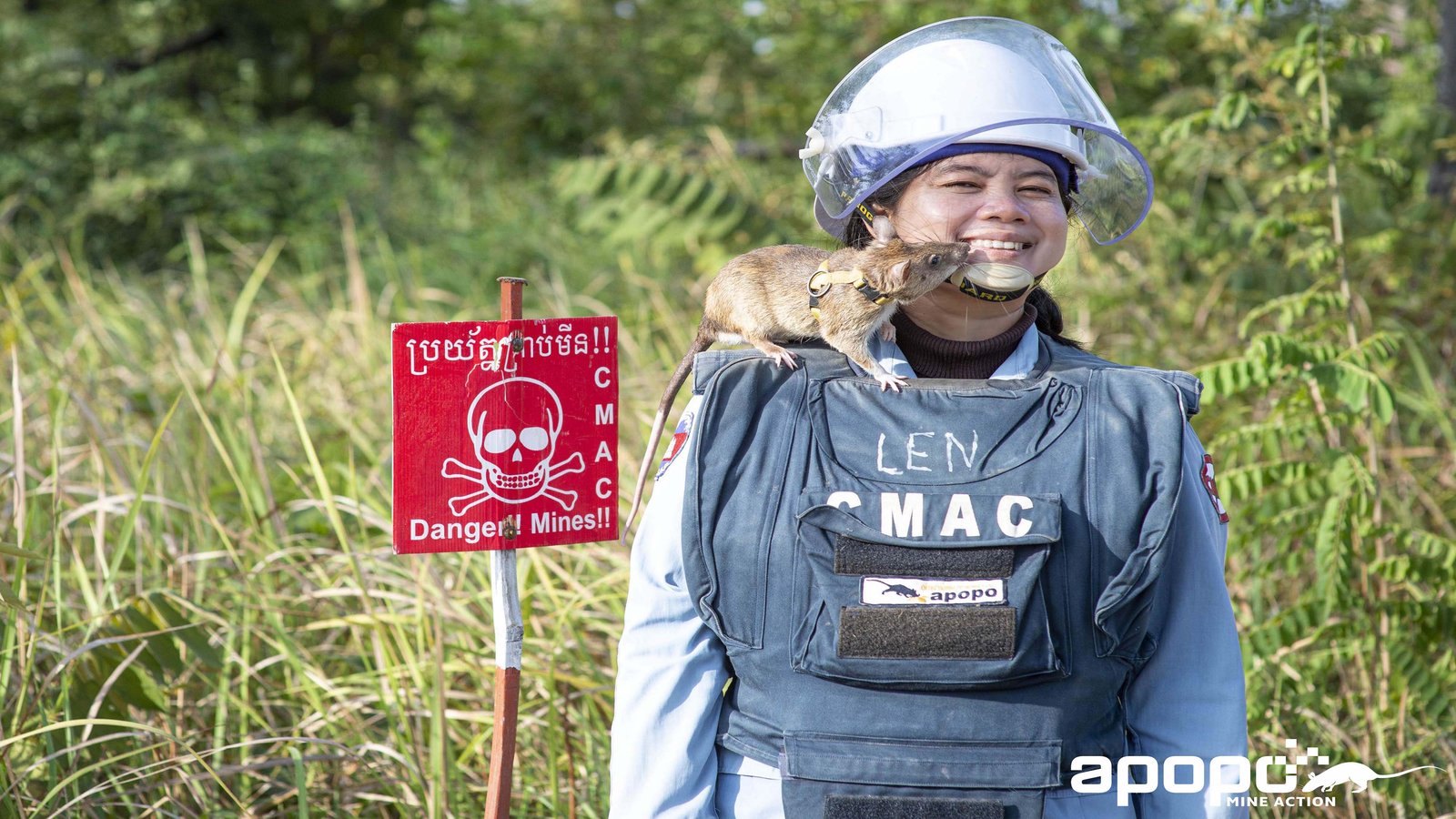 ‘Hero Rat’ Magawa, Whose Legacy of Detecting Landmines Saved Lives, Has ...