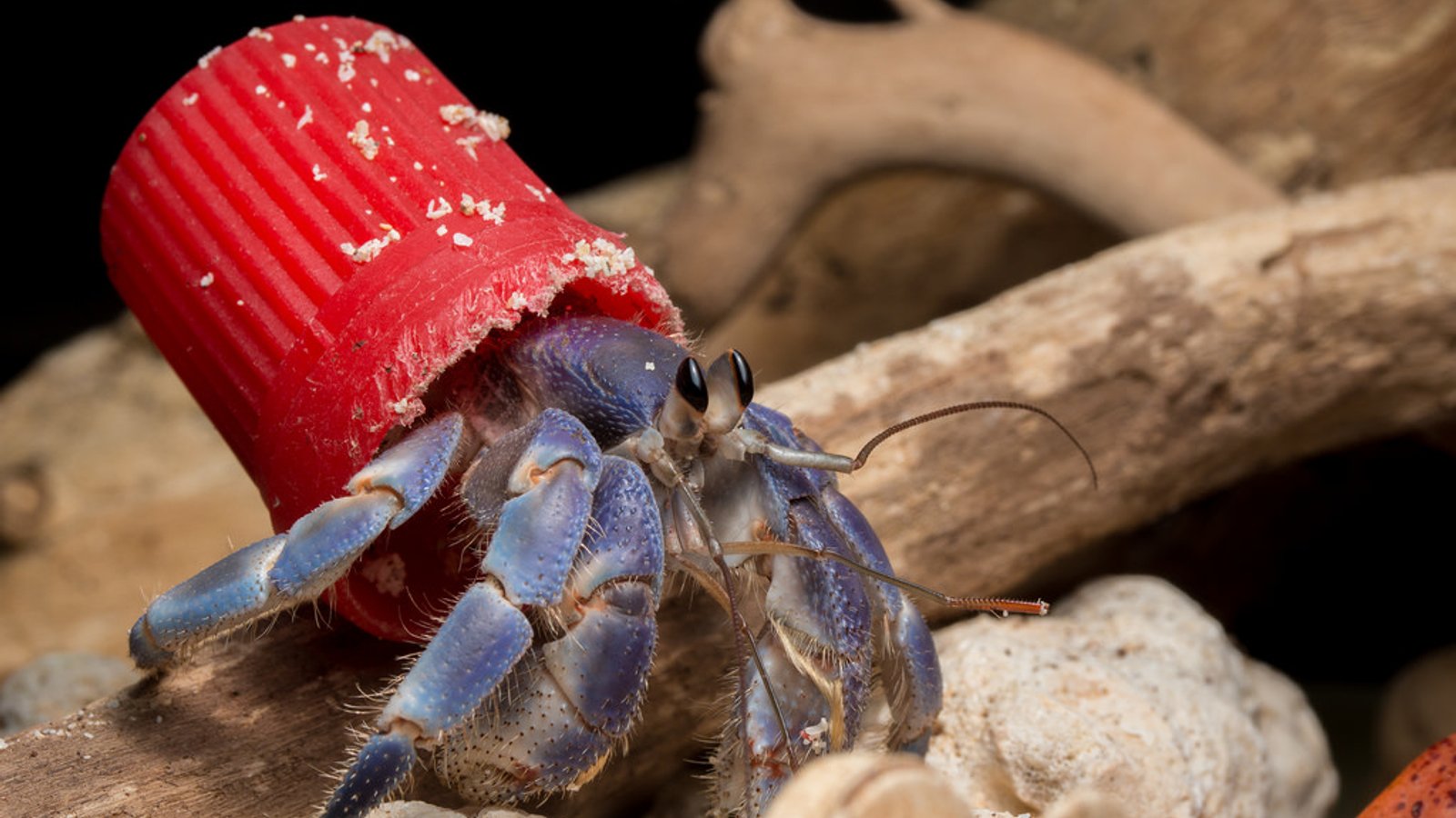 Photos Show Hermit Crabs Using Bottle Cap Trash As Shells