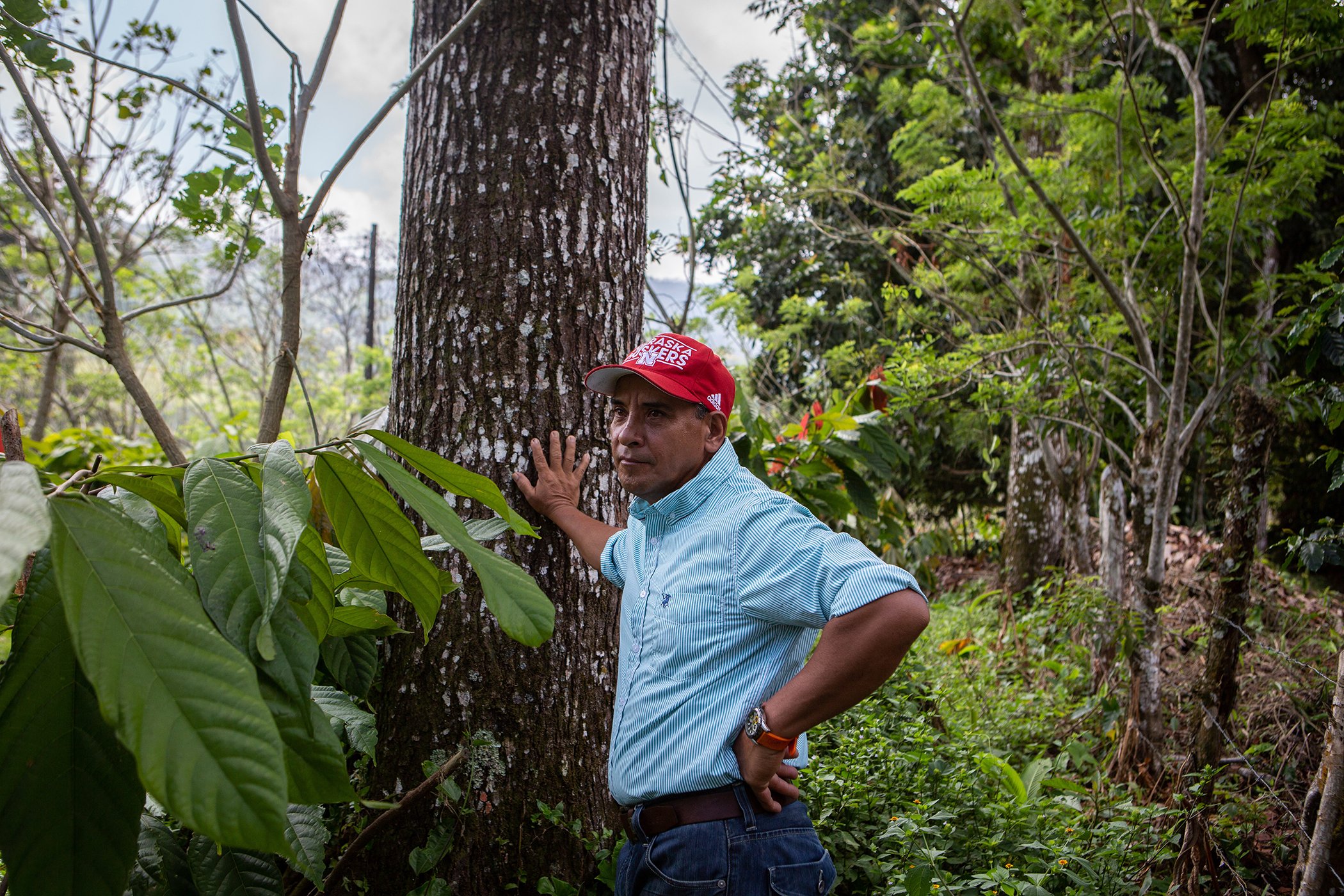 Adan Gil Lòpez sostiene un gran árbol de caoba que da sombra a sus árboles de cacao en la región de Pichucalco, Chiapas, México,