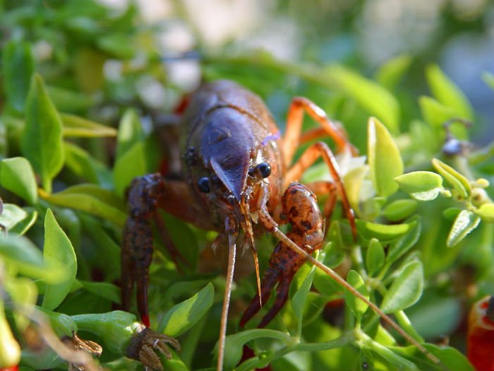 8 Fish You've Probably Never Heard of But Have Possibly Eaten