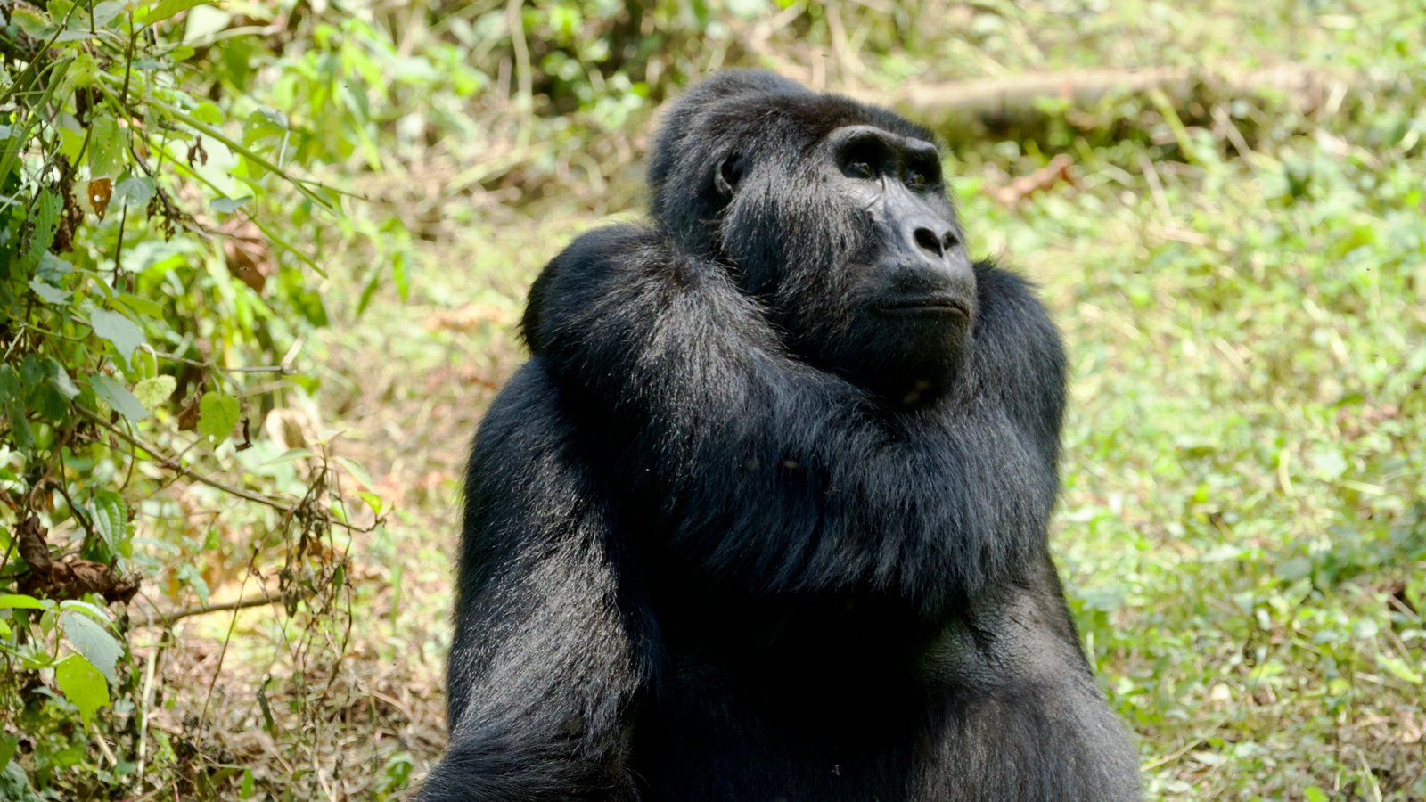 Los animales que habitan los bosques del mundo están desapareciendo a un  ritmo aterrador, según un informe, image size:1600x900