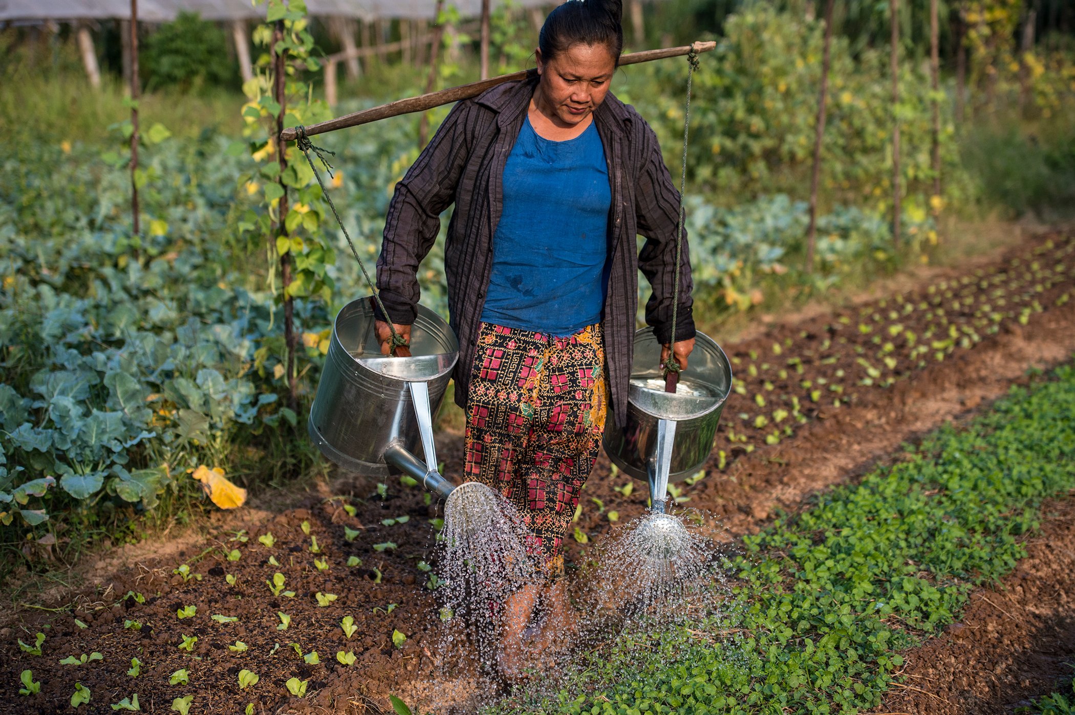 Vegetable farmer watering plants at the organic farm in Boung Phao Village, Laos.