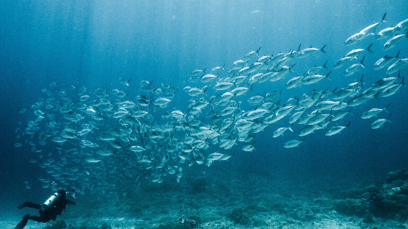5 Facts That Prove Our Oceans Are Worth Protecting