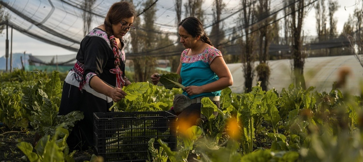 Why Food Resilience and Security Must Be a Cornerstone at COP30 – Global Citizen Why Food Resilience and Security Must Be a Cornerstone at COP30 – Global Citizen