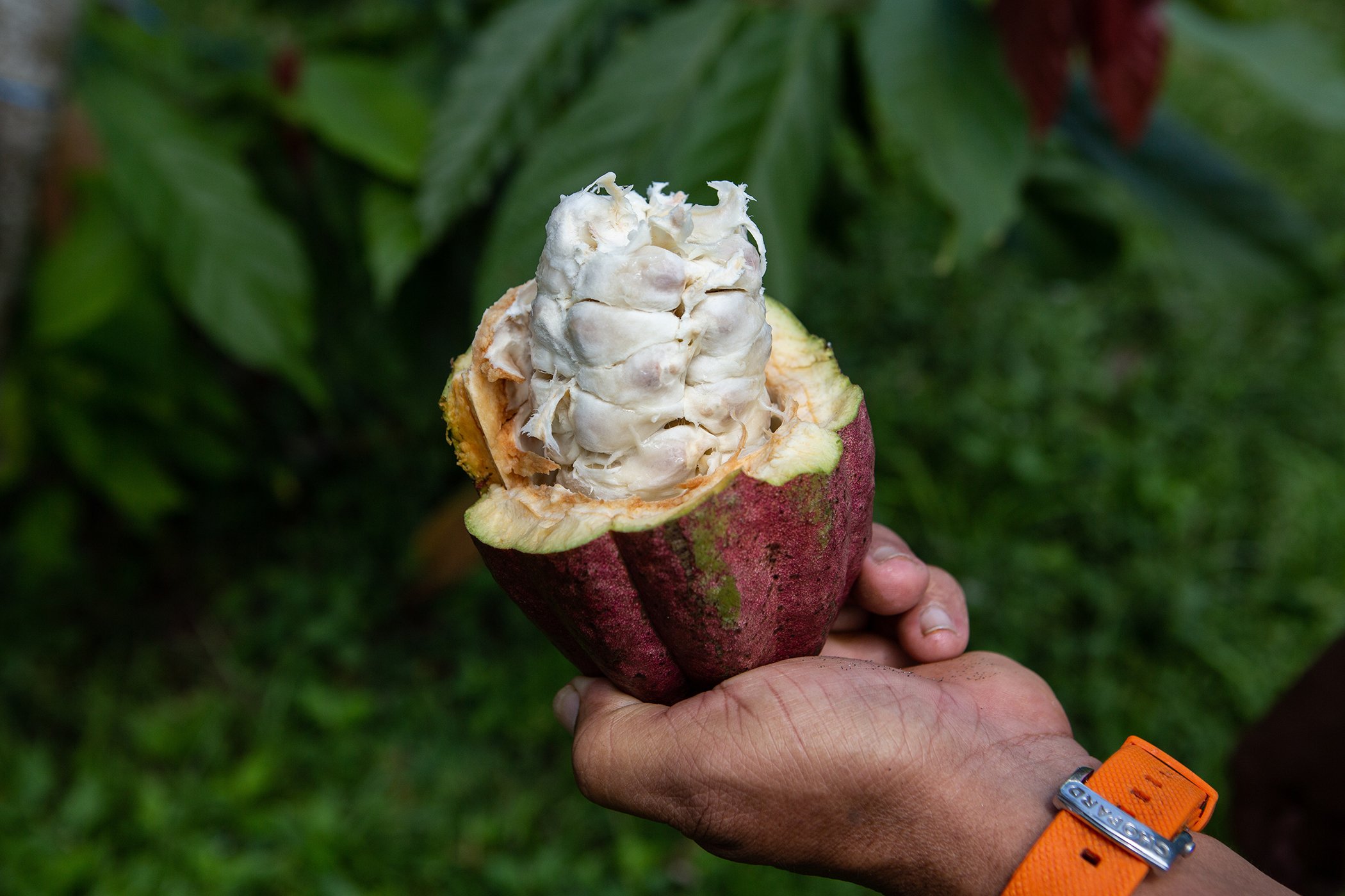 Un fruto de cacao en un árbol de cacao que crece en la parcela de tierra perteneciente a Adan Gil Lòpez, en la región de Pichucalco, Chiapas, México el 23 de marzo de 2023.
