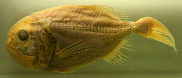 8 Fish You've Probably Never Heard of But Have Possibly Eaten