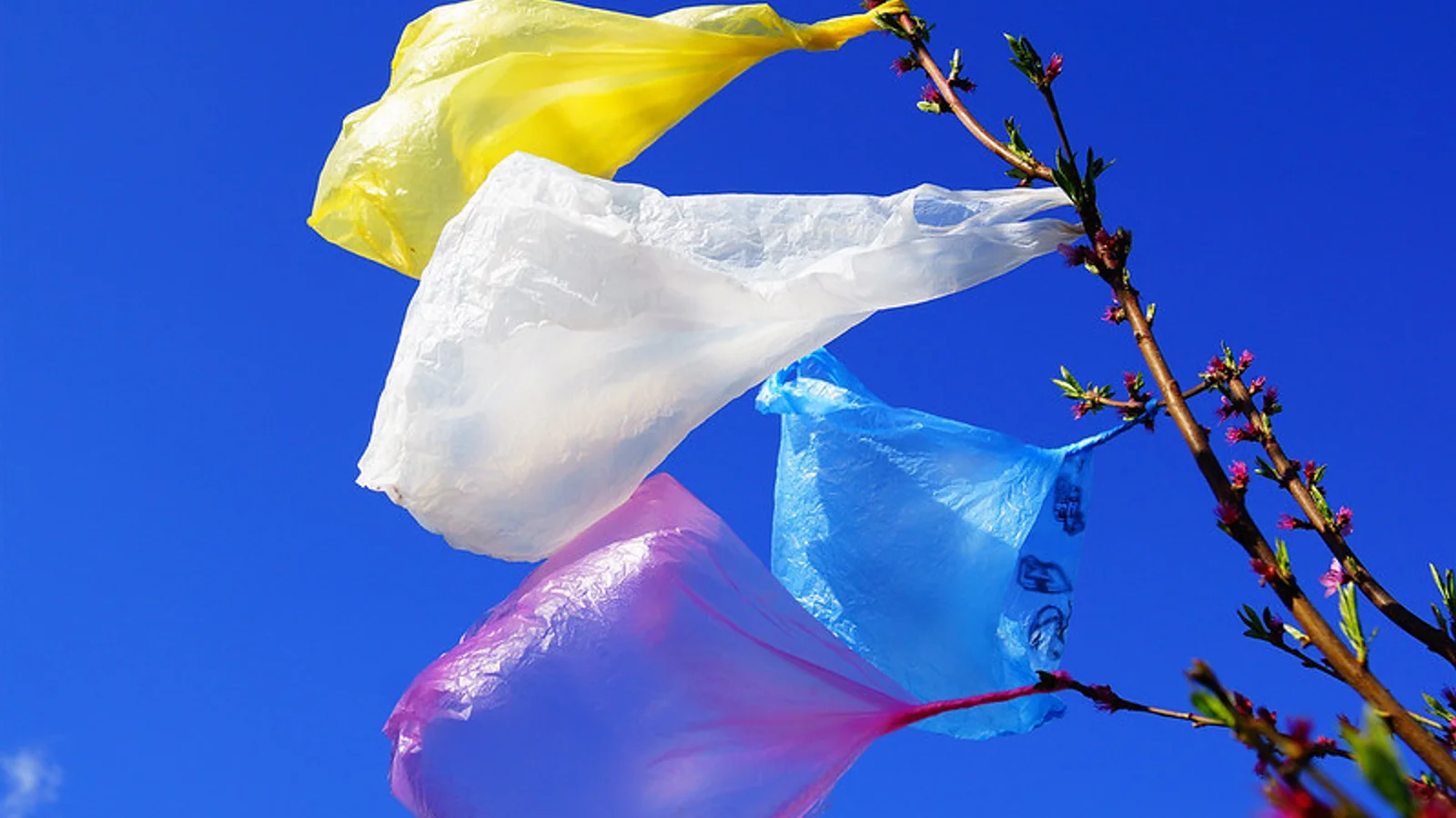 Another Canadian Province Just Banned Single-Use Plastic Bags, image size:1600x900