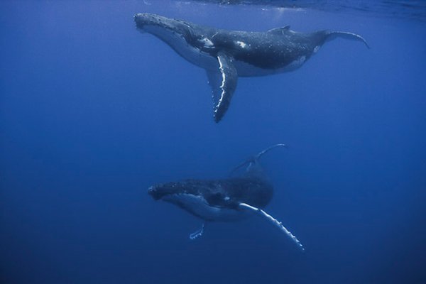 5 Facts That Prove Our Oceans Are Worth Protecting