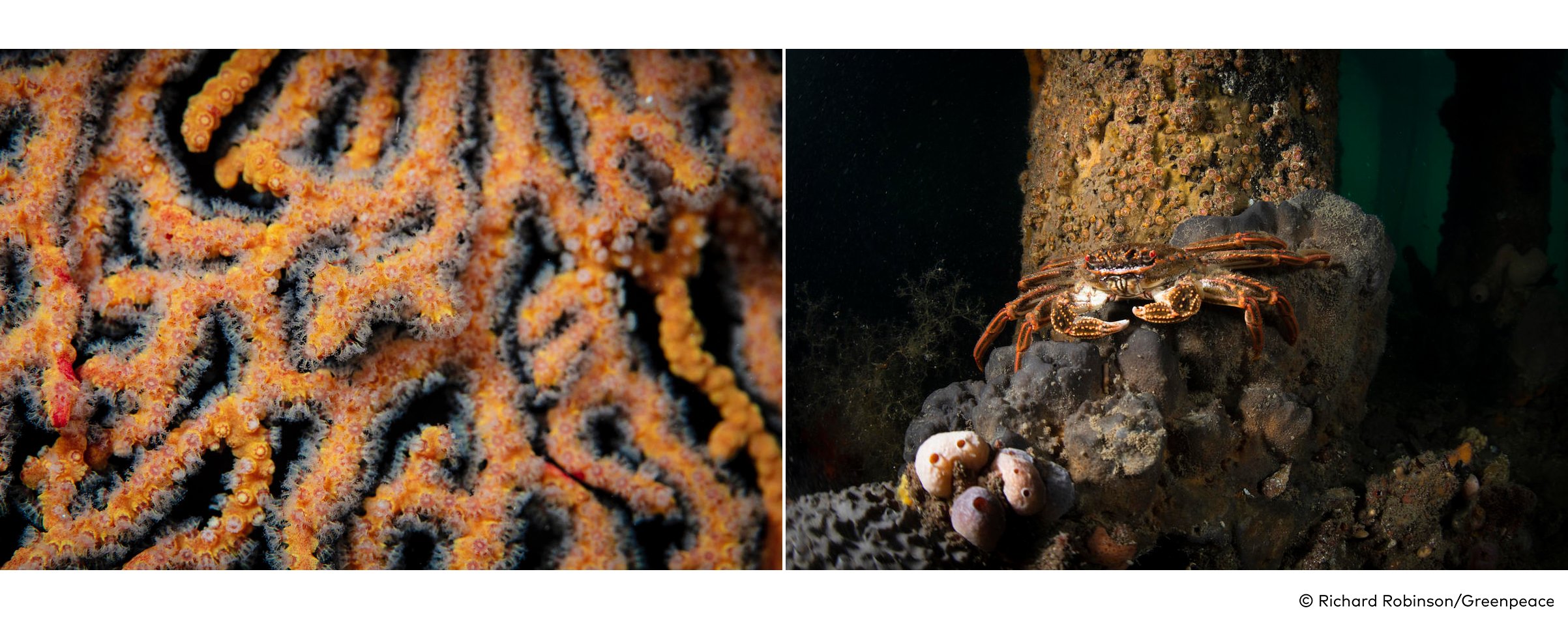 (L) Polyps on a Gorgonian Fan at Kangaroo Island. (R) Red Back Crab (Plagusia chabrus) at Kingscote Wharf, Kangaroo Island.