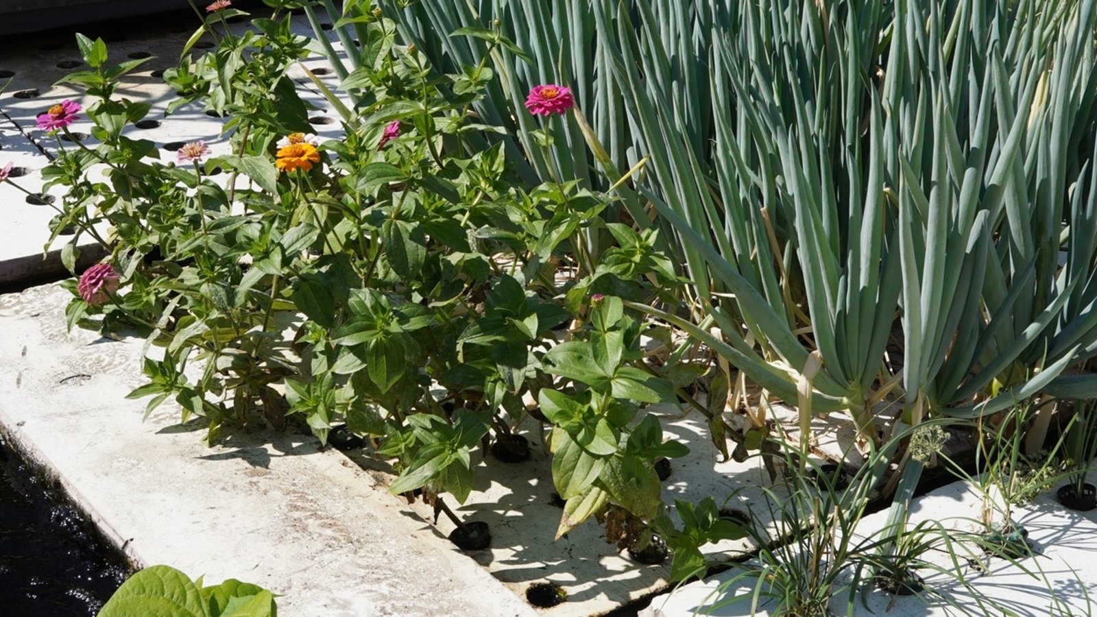 How Can 'Aquaponics' Farming Help Create Sustainable Food Systems?, image size:1600x900