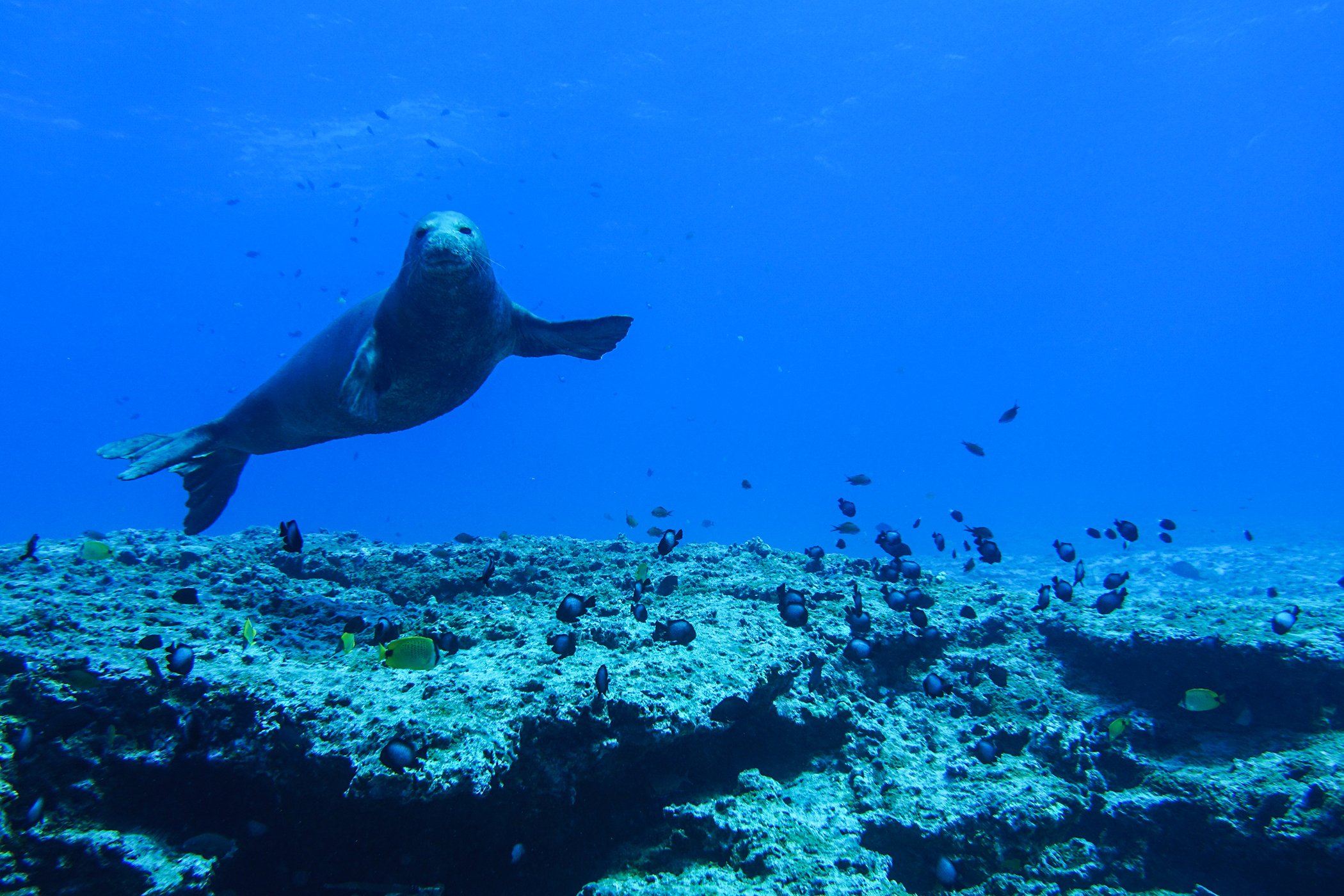 A Hawaiian monk seal swims close to the diver behind the camera at Papahānaumokuākea Marine National Monument. Papahānaumokuākea is one of the world’s largest Marine Protected Areas.