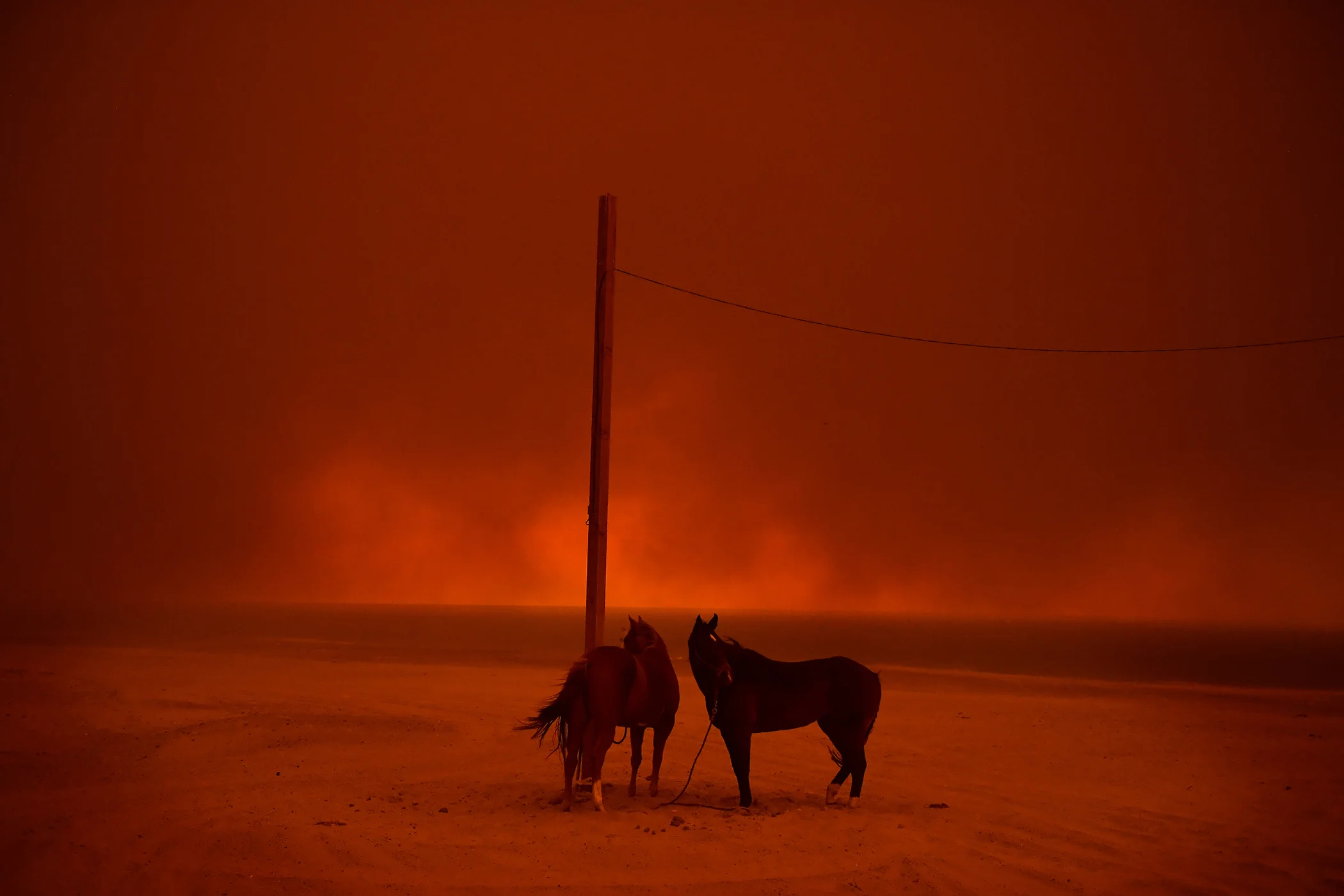 Evacuated: Evacuated horses stand tied to a pole, as smoke from a wildfire billows above them, on Zuma Beach, in Malibu, California, USA, on November 10. Nominated in the Environmental Singles category.