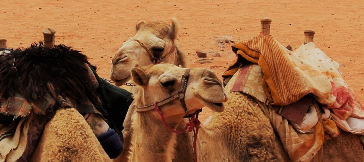 How a Camel Library in Ethiopia Is Helping Kids Forced Out of School By ...