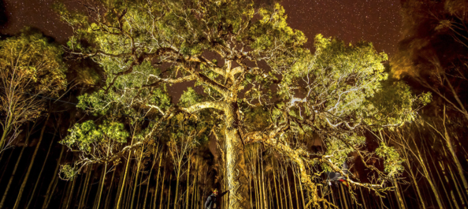 Sacred Tree as Culturally Significant as Notre Dame Destroyed for ...