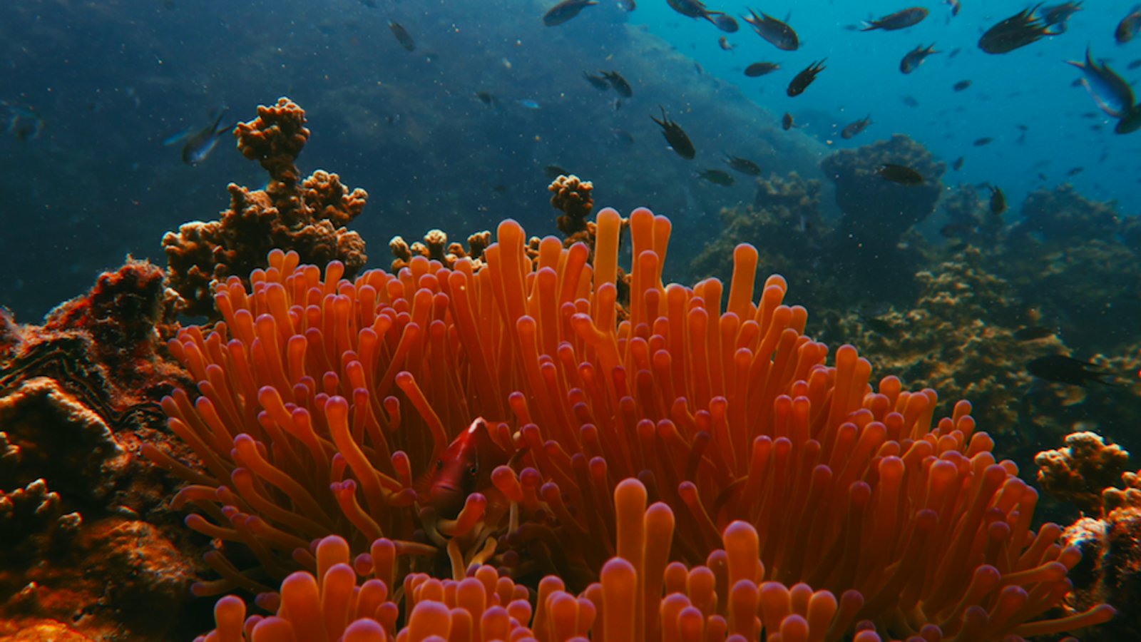 Pescadores colombianos se sumergen para proteger los arrecifes de coral, image size:1600x900