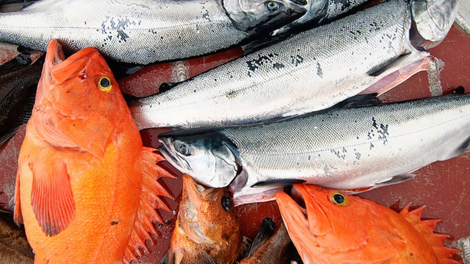 8 Fish You've Probably Never Heard of But Have Possibly Eaten