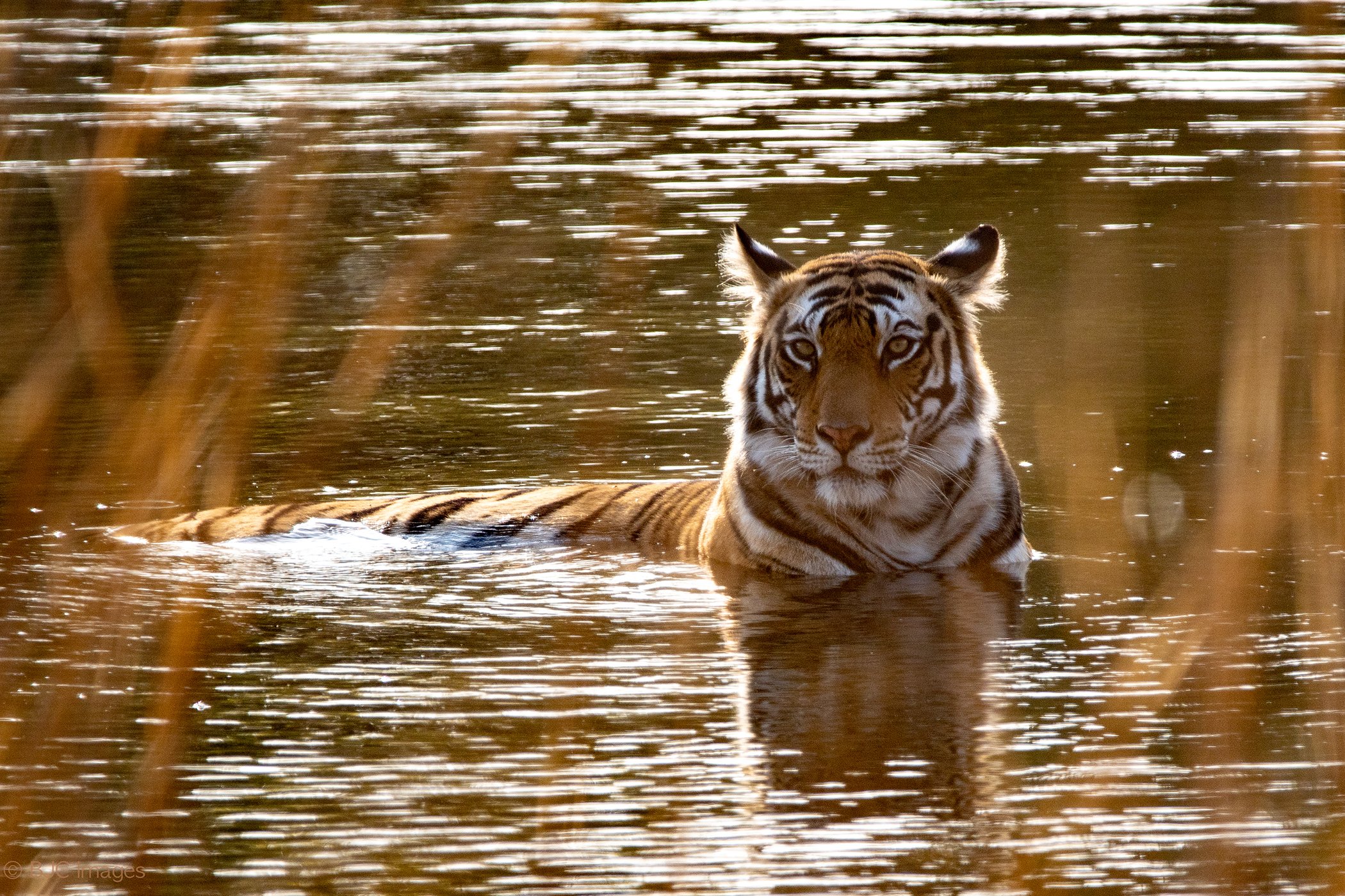 A Bengal Tiger in Bandhavgarh National Park, India.