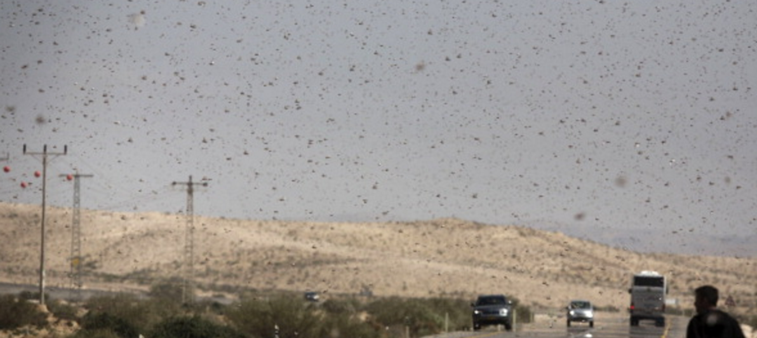 New Tool Aim to Predict and Thwart This Major Crop Killer: Locusts